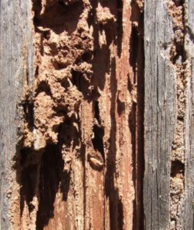כירסום מסיבי של התאית המרכיבה את משקוף העץ על ידי הטרמיטים